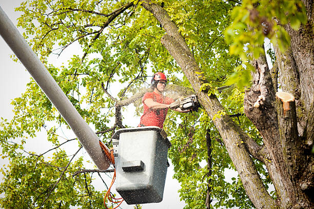 The Steps Involved in Our Tree Care Process in Oreland, PA